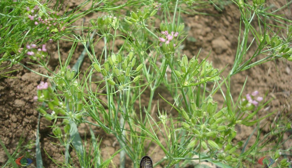 孜然是什么植物结的籽,孜然果实有哪些