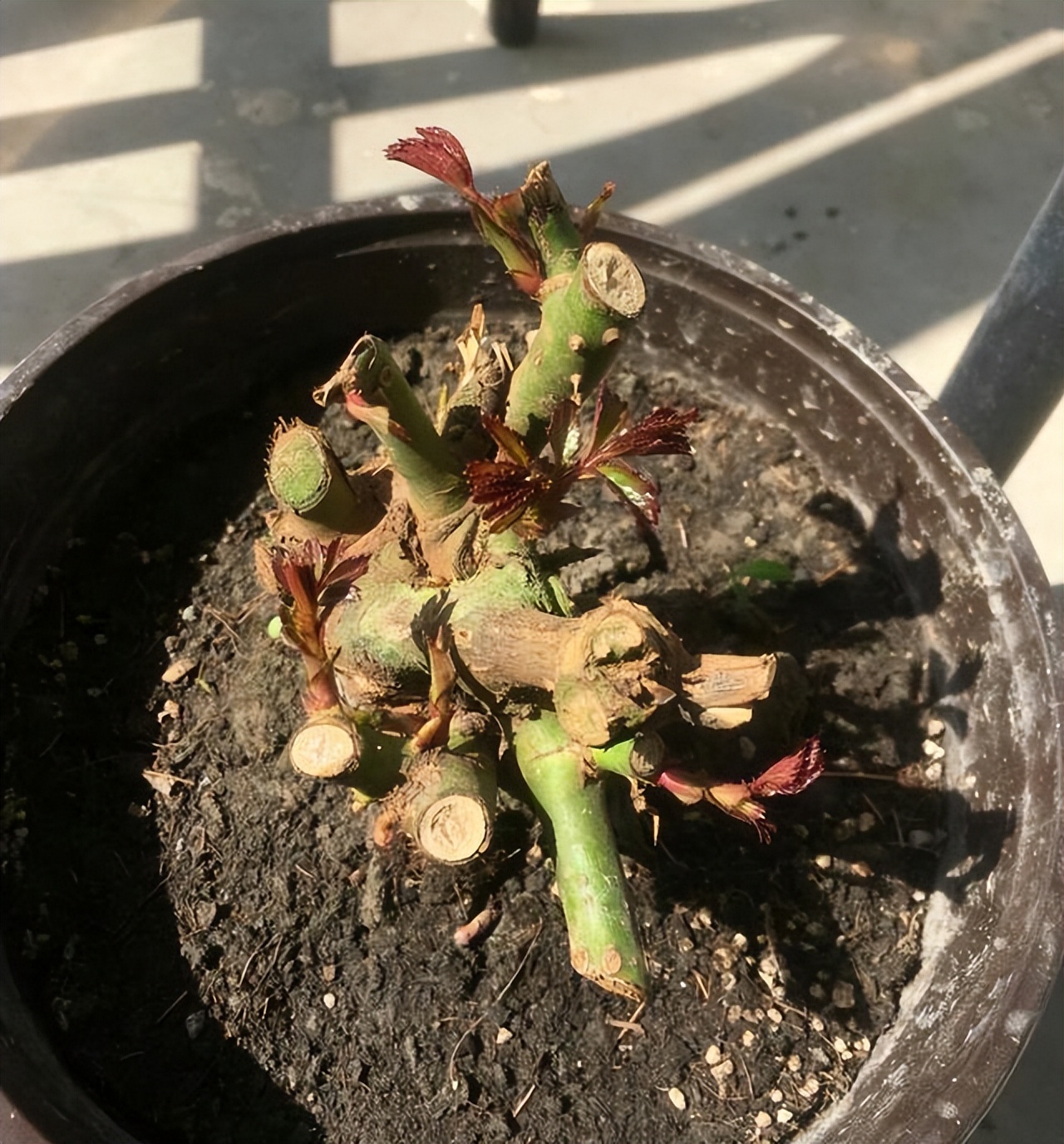 玫瑰老桩叶子掉光了怎么办,玫瑰老桩几天出叶