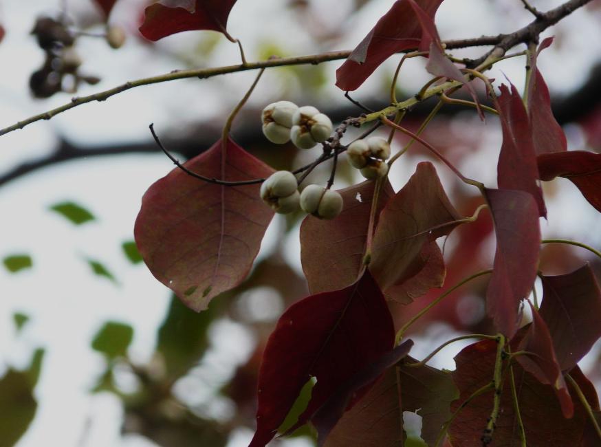 芝麻最早什么时候种,芝麻最早从哪里传入中国