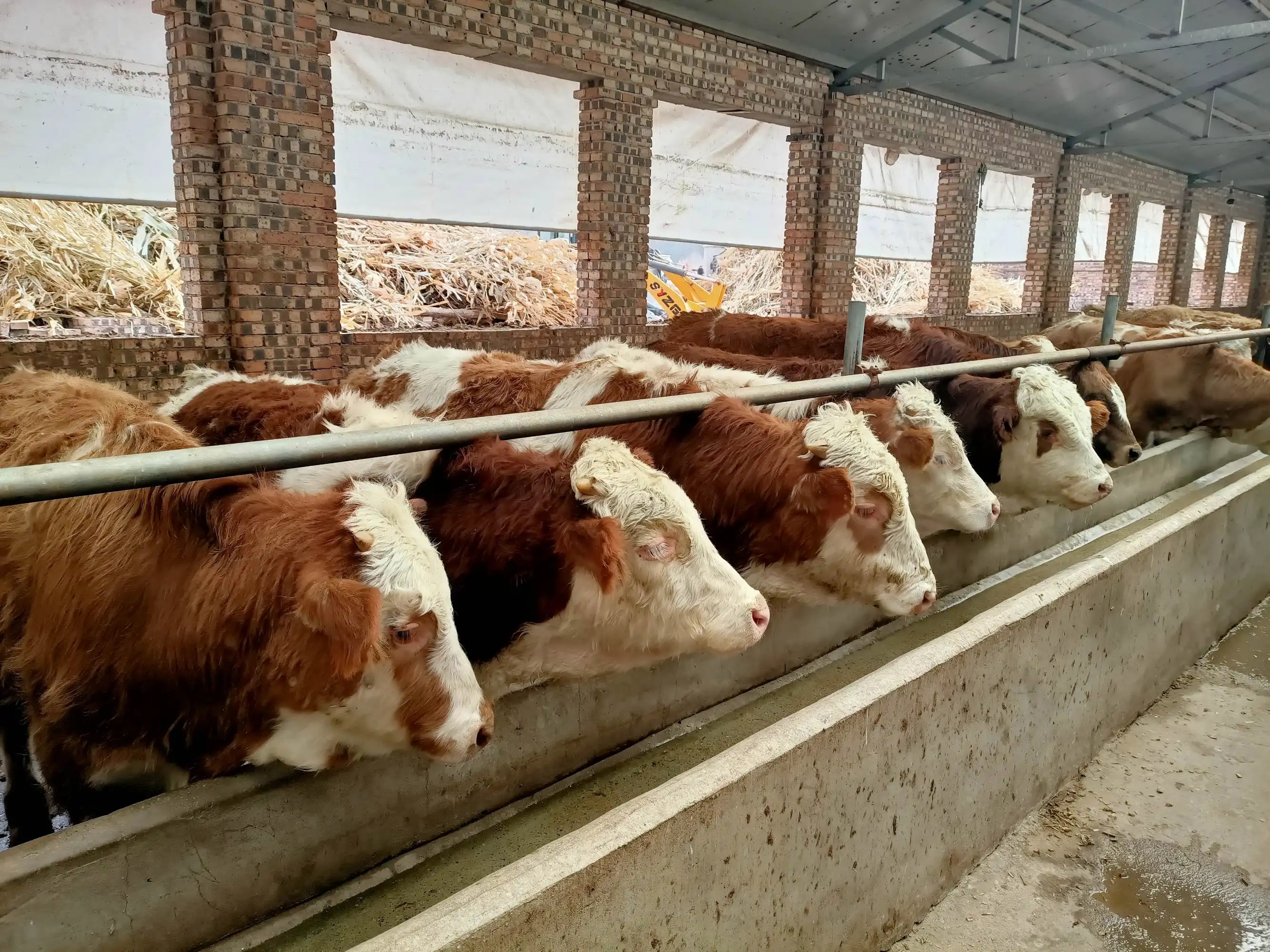 小朋友问为什么牛羊吃草会那么壮,为什么牛羊吃草还会长得这么肥