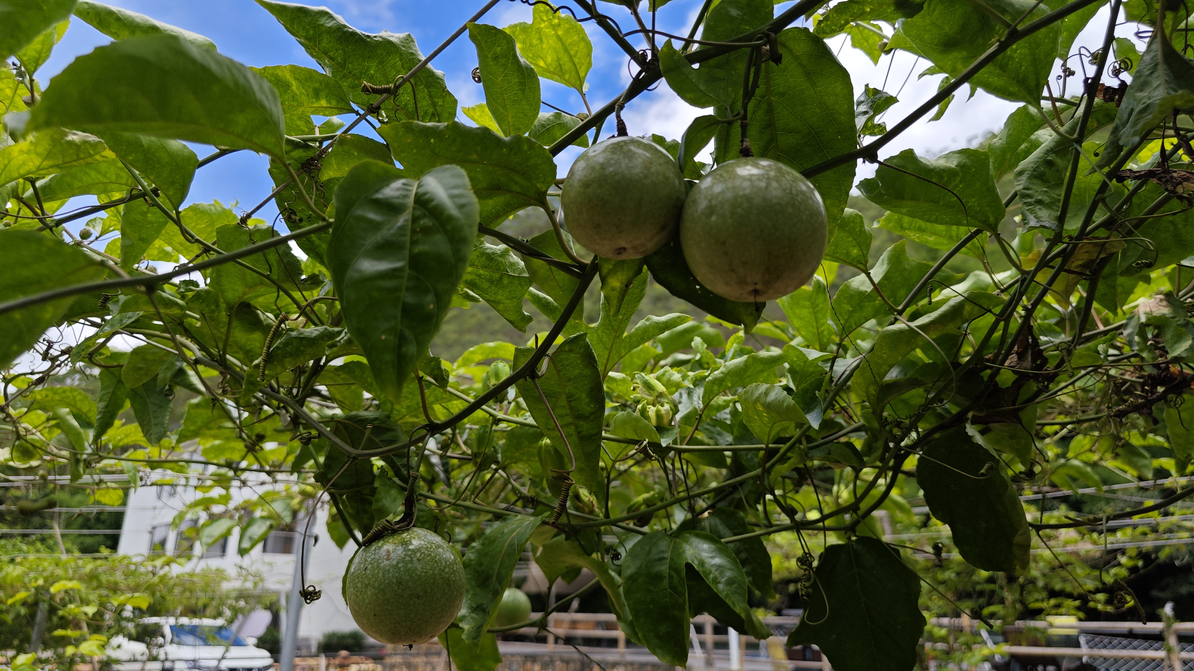 罗浮山温泉品质特色民宿推荐,惠州罗浮山脉下的乡野秘境民宿