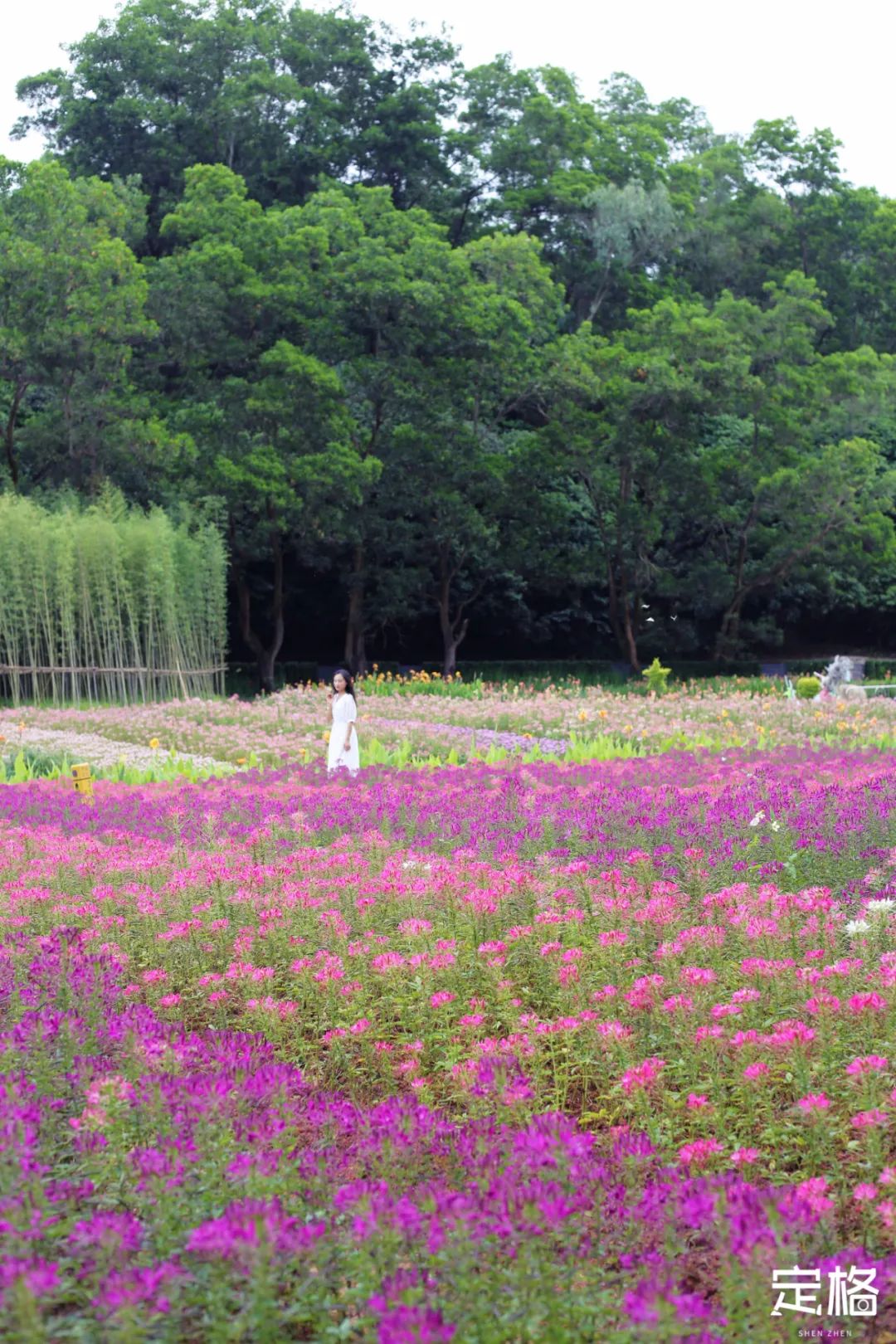 深圳蝴蝶谷花海,深圳湾公园花海3月