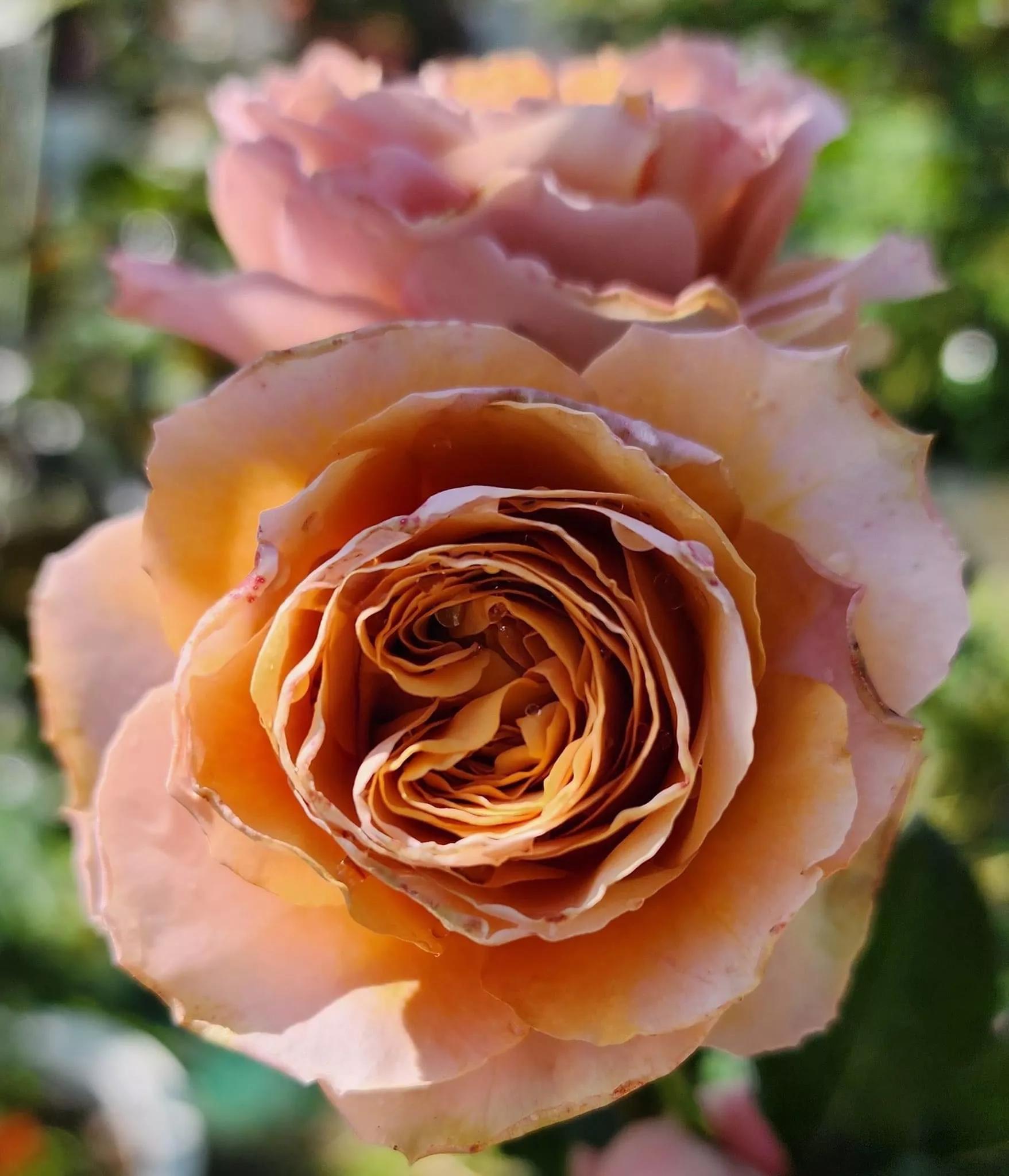 夏花开得最标准的月季花品种,月季色彩艳丽千姿百态