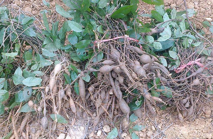 巴戟天千斤拔牛大力泡酒功效作用,千斤拔牛大力巴戟天杜仲泡酒功效