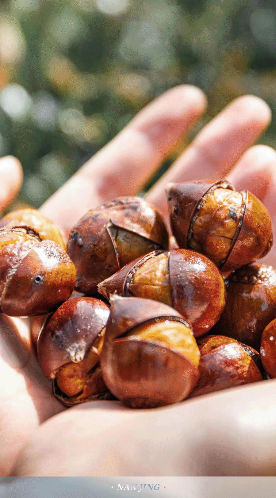 全国哪个地方的毛栗子最好吃,南京毛栗子