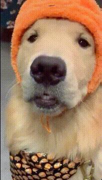 爆笑的动图,爆笑动图大集锦