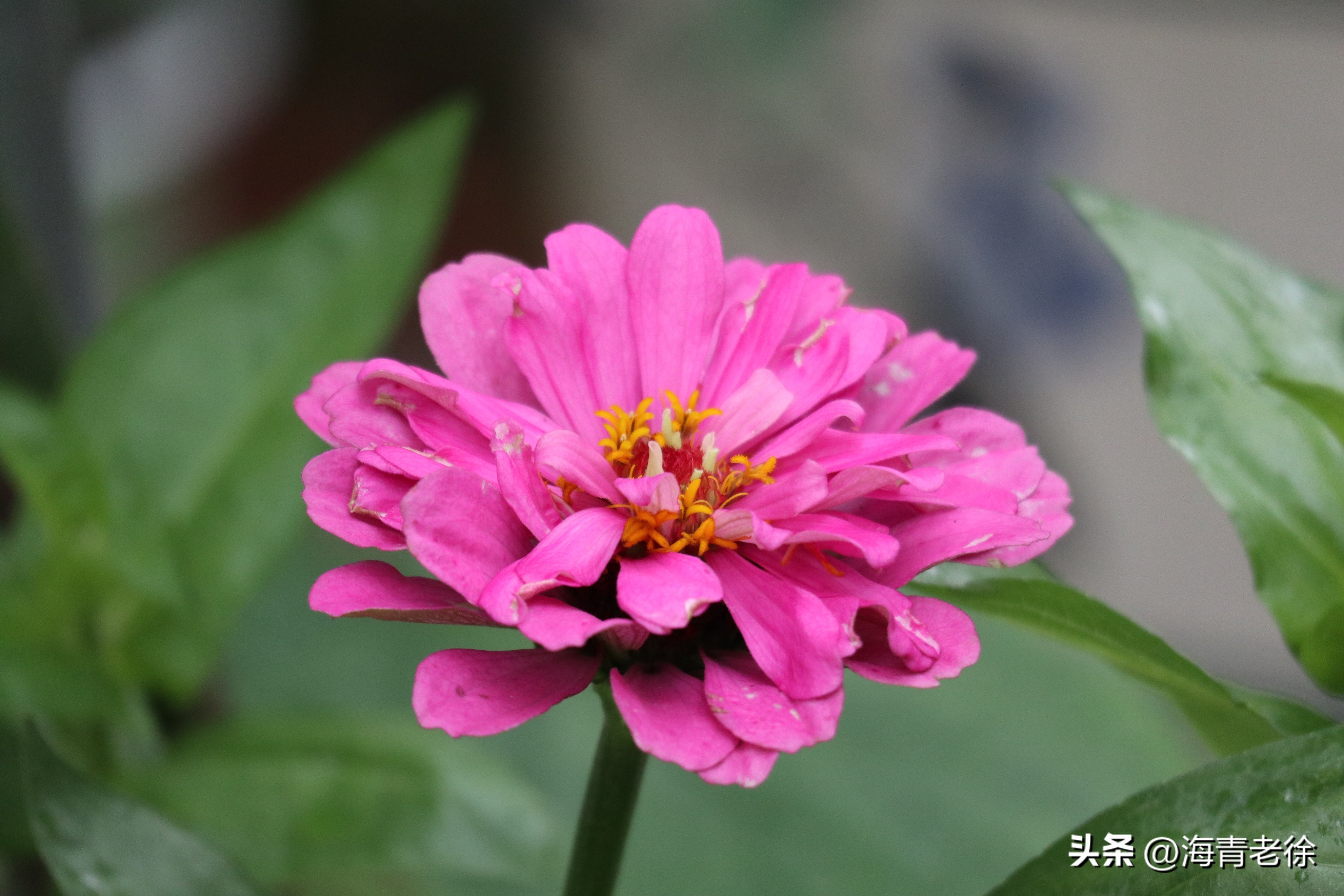 百日菊的花特征,五彩百日菊开花图片