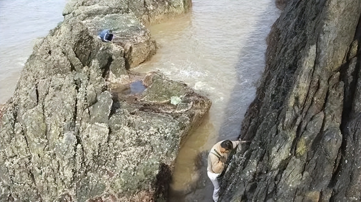 在浙江吃藤壶，还以为吞了个鬼手
