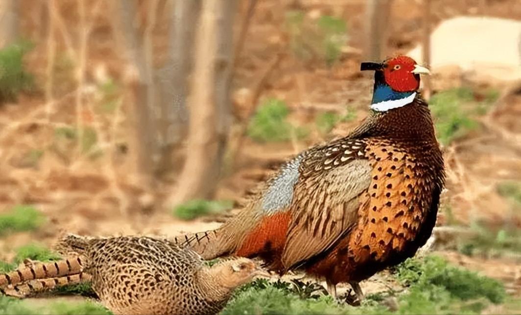 上岸甲鱼莫伸手下山野鸡不能追,上山甲鱼下山野鸡什么意思