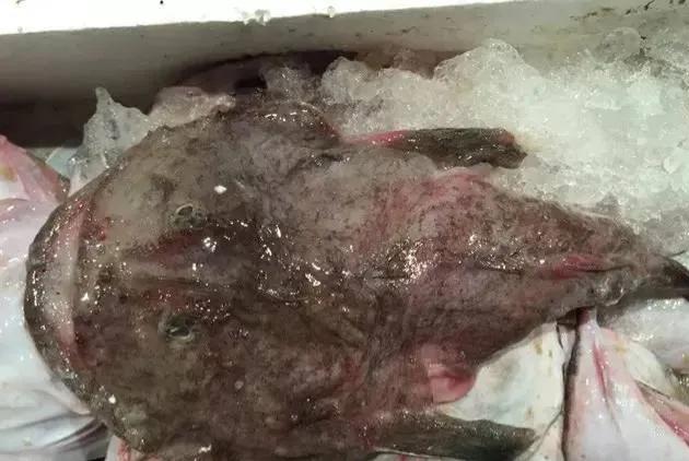 鱼类食材大全名称图片,鱼类菜谱大全100种