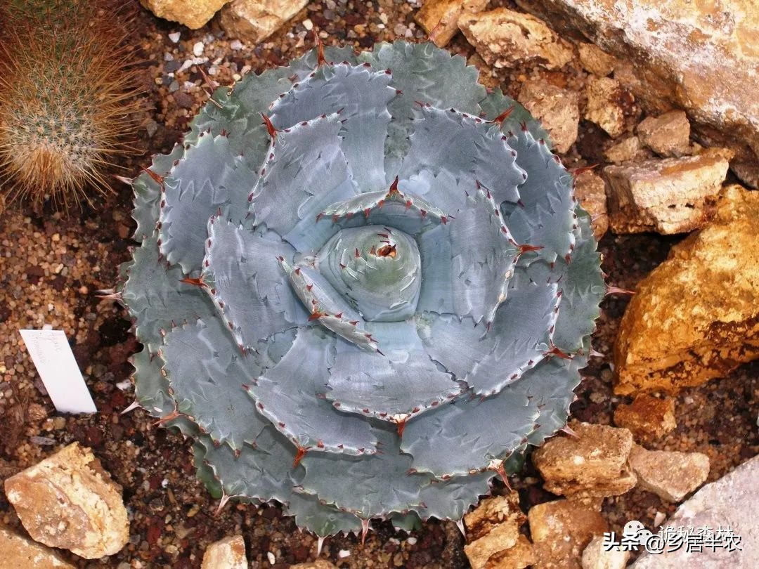 龙舌兰难养的品种,金边龙舌兰品种大全