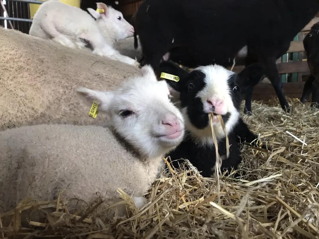 Wow,nocow！哇，没有奶牛