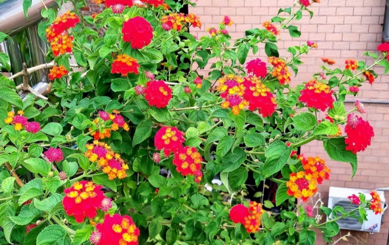 不想养的花太乱太杂哪些值得养,家中千万别养这8种毒花