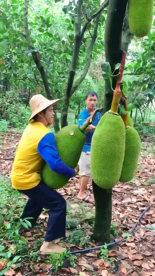 凤梨和菠萝的区别视频,菠萝凤梨是一个东西吗