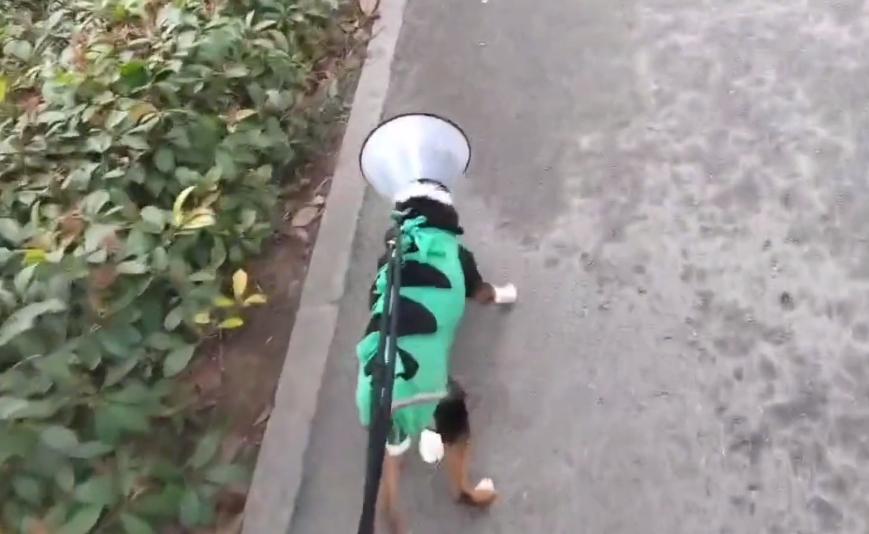 生小狗到子宫脱垂的它，却只换来一句：好了，也不要再把它带回来