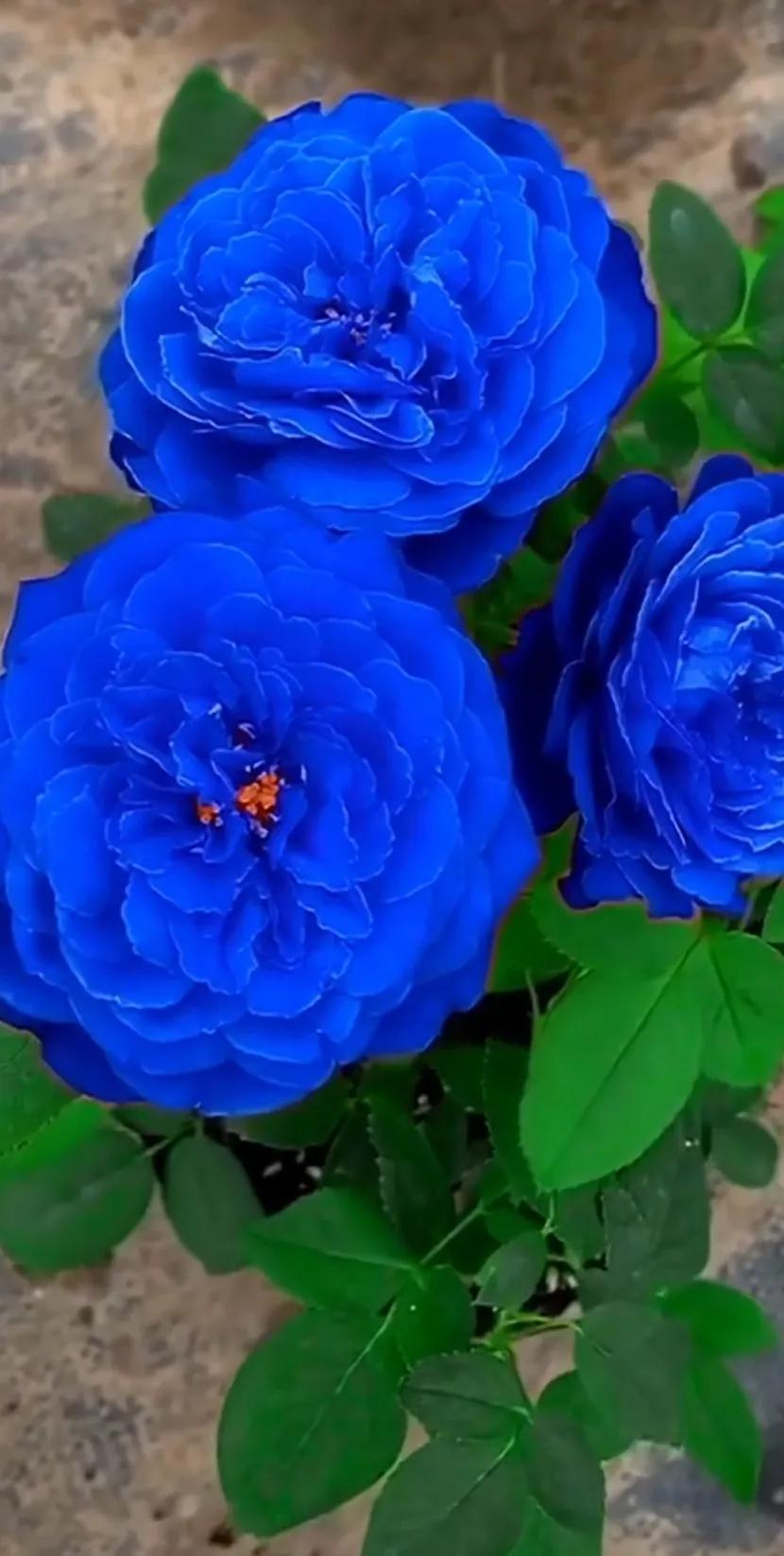 美到极致的月季花图片,仙气十足的月季花图片