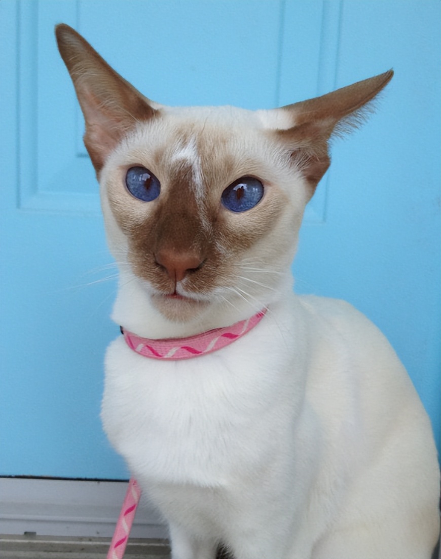 金色短毛猫是什么品种图片及价格,英国短毛猫品种分类标准图片大全