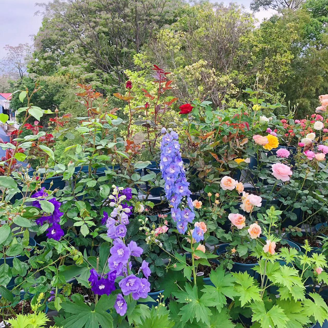 植物叶子的颜色是与什么有关,植物色彩的多样性原因及图片