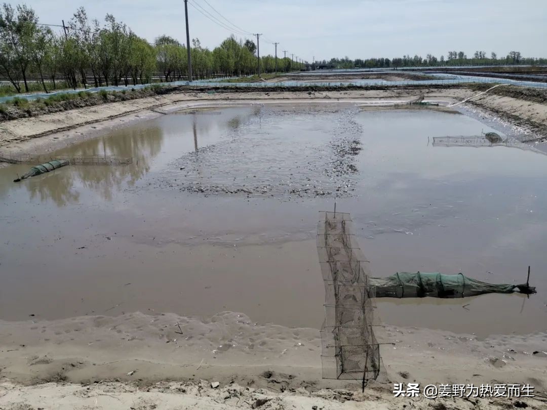 螃蟹怎么养才认人,养螃蟹的十大忌讳