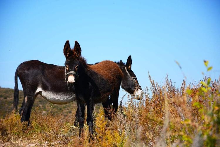 养一头驴一年可以赚多少,养多少头驴能赚钱