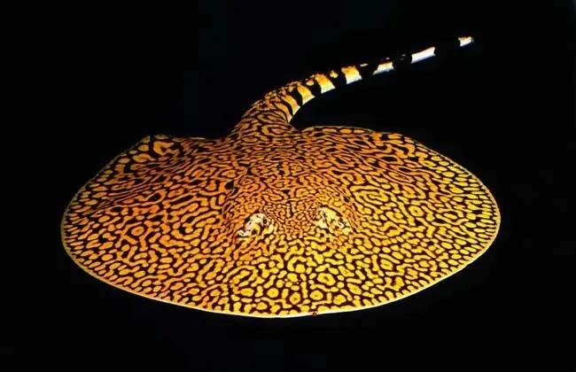 各种漂亮鱼的名称及图片,漂亮可爱的海水观赏鱼