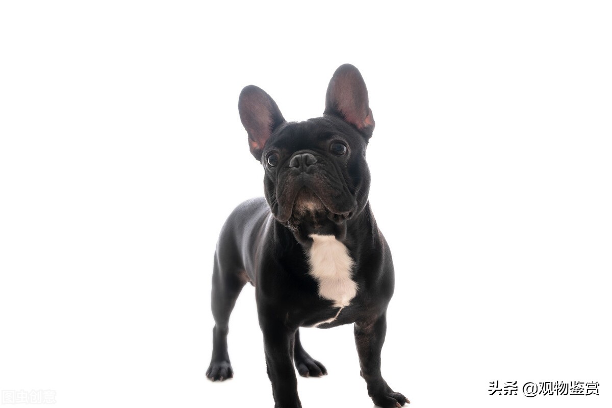 法斗法国斗牛犬属于什么档次的狗,法斗最漂亮的斗牛犬