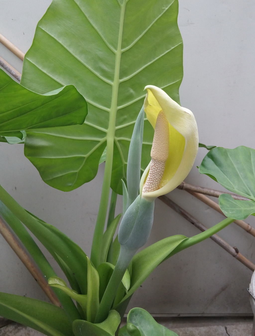 家庭客厅养什么花好看又旺财,客厅最吉祥的三种花