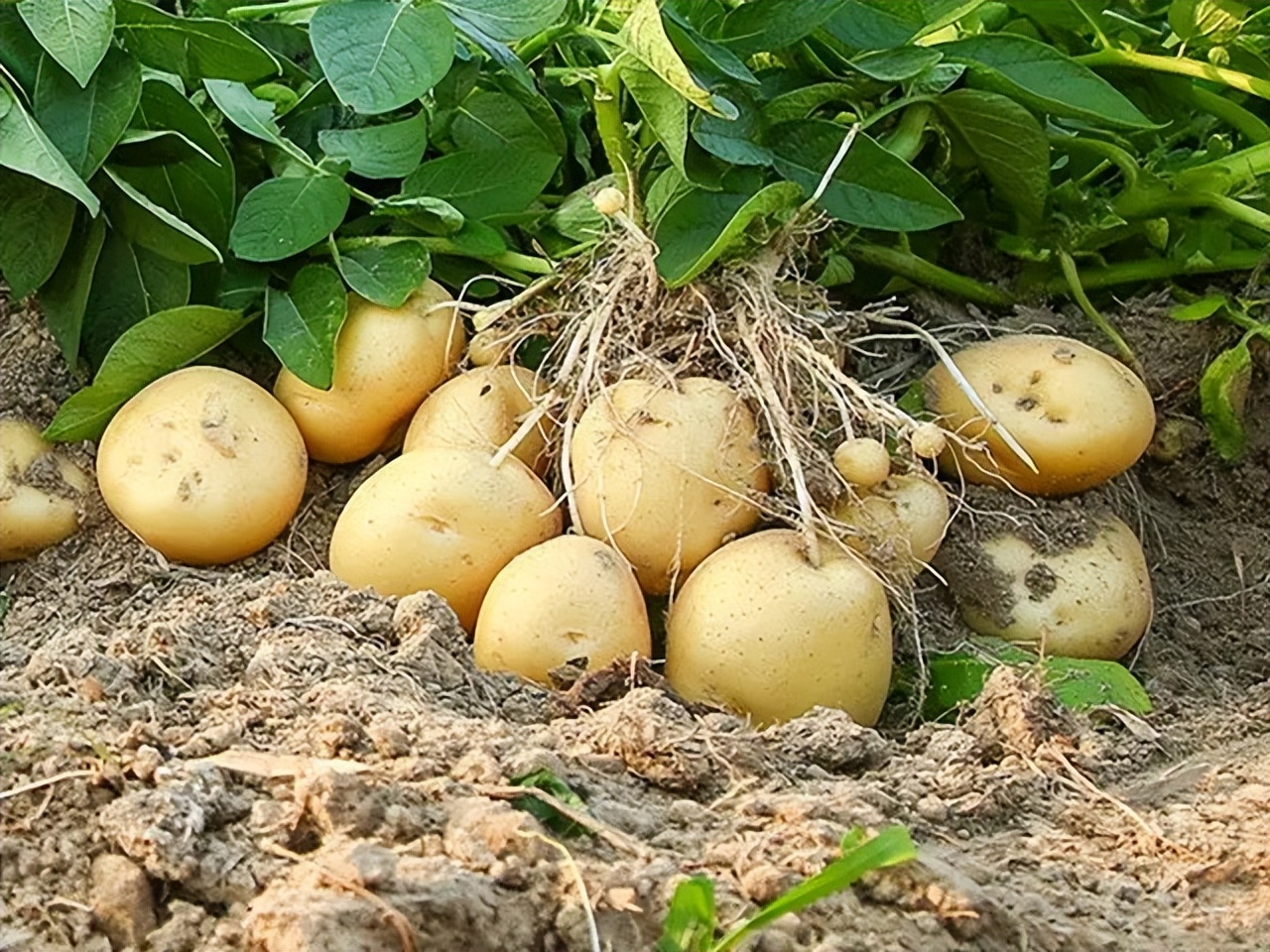 哪里产的土豆最好吃,土豆种产地最好地方是哪