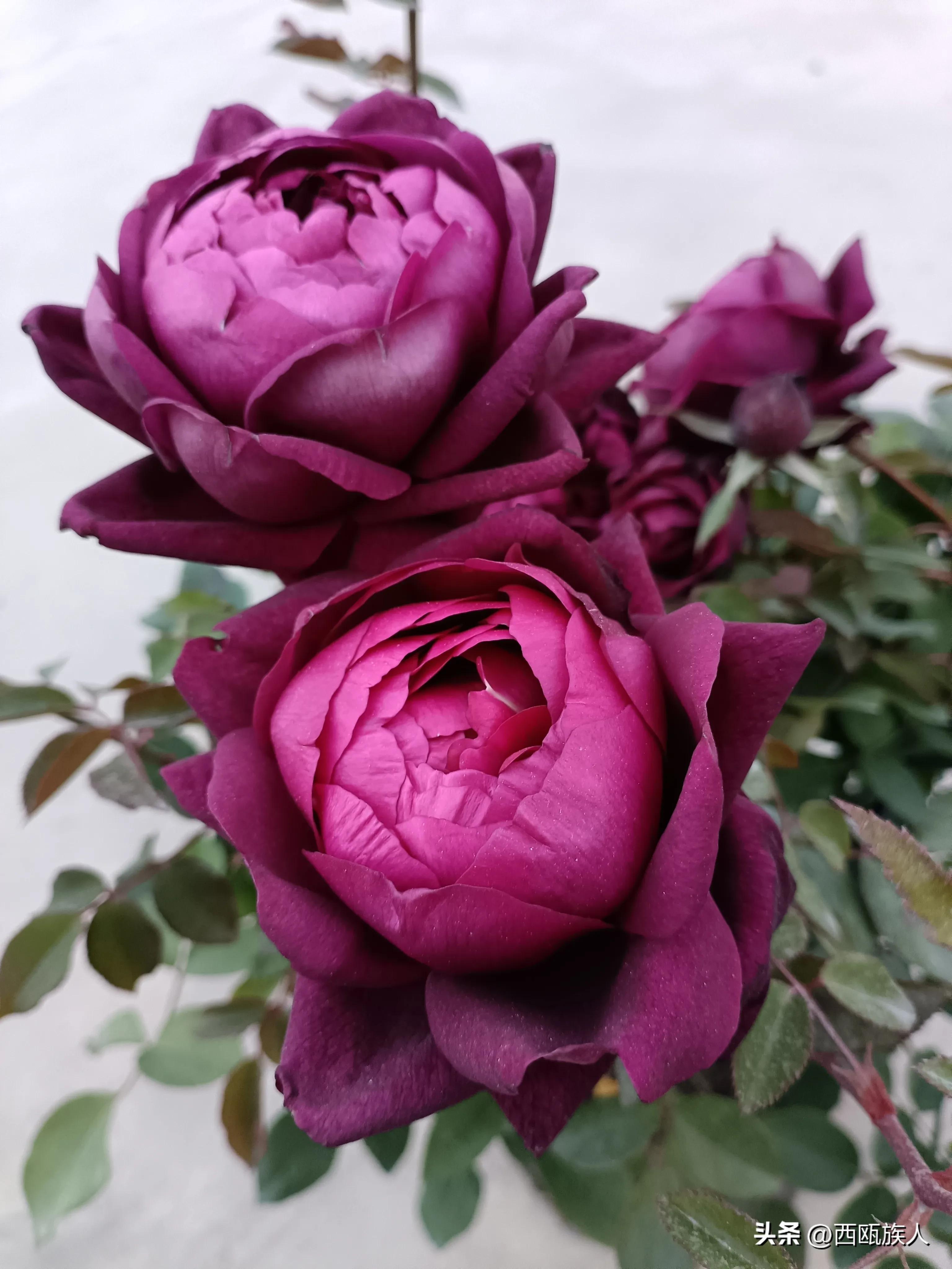 深红色月季城堡,神秘月季花