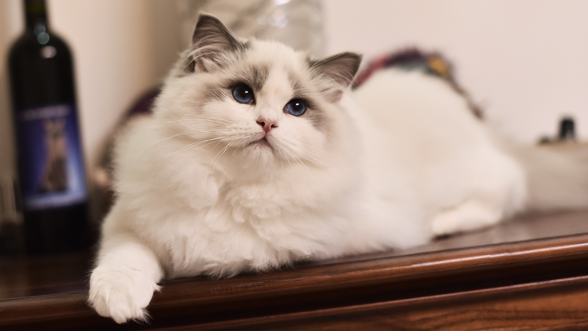 常见的18种宠物猫,常见的18种宠物猫性格