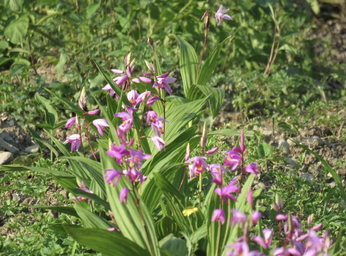 生长在小溪旁边的草,在溪水边生长的草