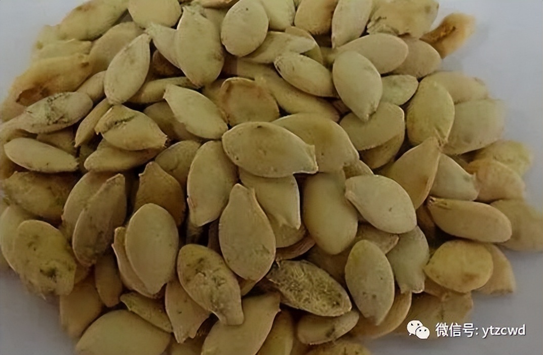 种冬瓜如何用肥,种冬瓜怎么只开花不结果