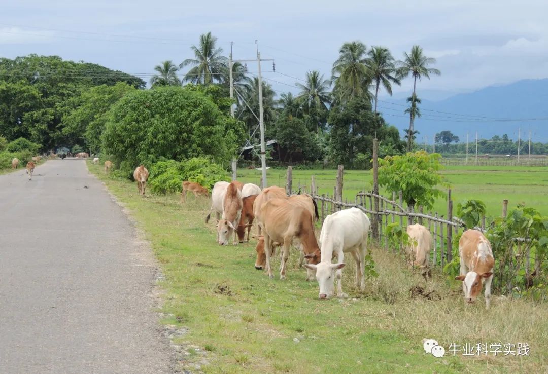 肉牛产业迎来“牛市”,国内肉牛产业待转型