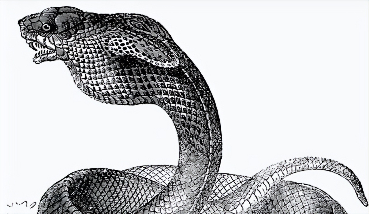 私自养野生蛇,农户私放1000条眼镜蛇