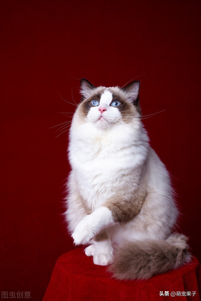 养布偶猫都要注意什么,养布偶猫最忌讳什么