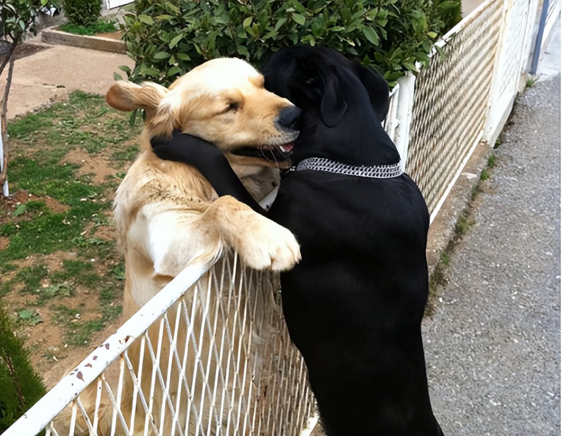 公狗和母狗是如何“交配”的?奇怪的知识又增加了