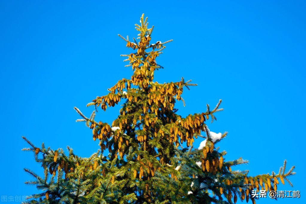 什么树的种子不入土就能发芽生根,哪种树的种子不进入土壤就能发芽