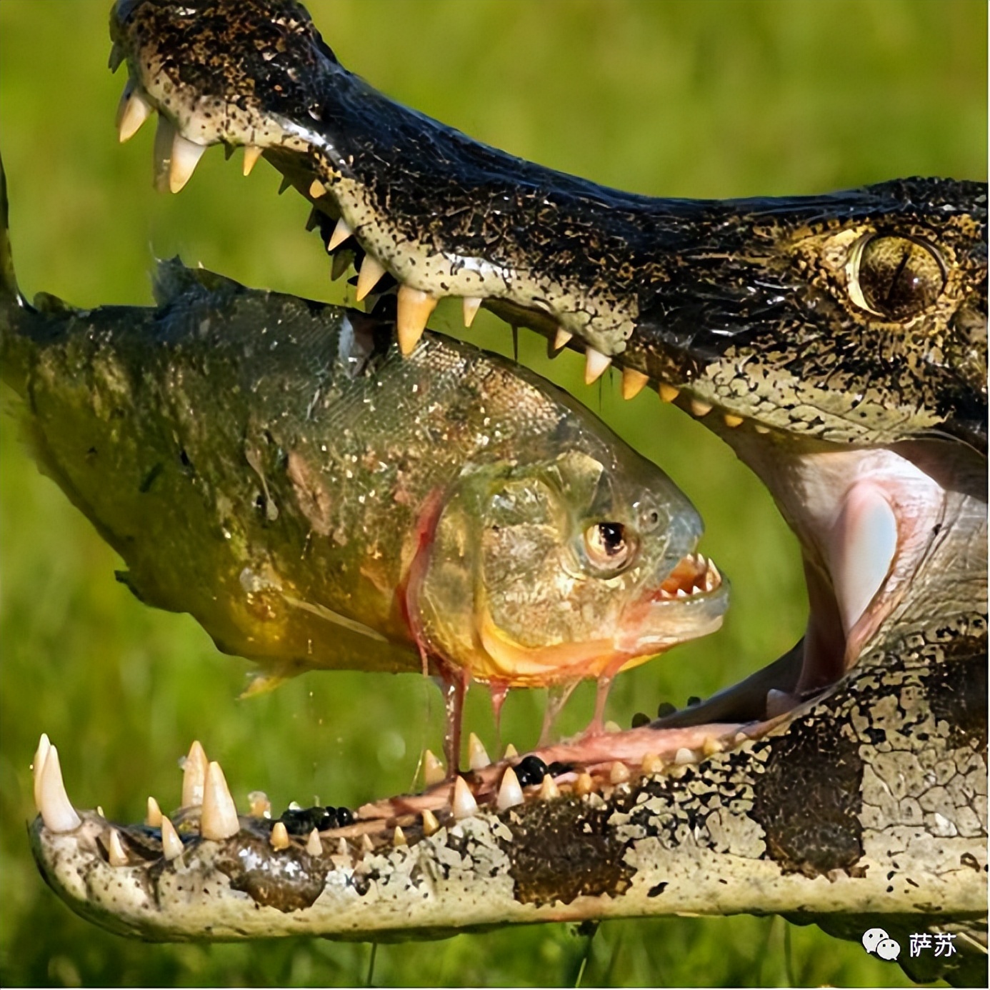 韩愈是怎么赶走鳄鱼的,韩愈写给鳄鱼的话