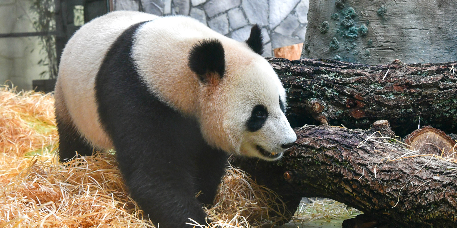 顿顿有鲜竹!旅俄大熊猫变“功夫熊猫”,网友:养熊人家是专业的