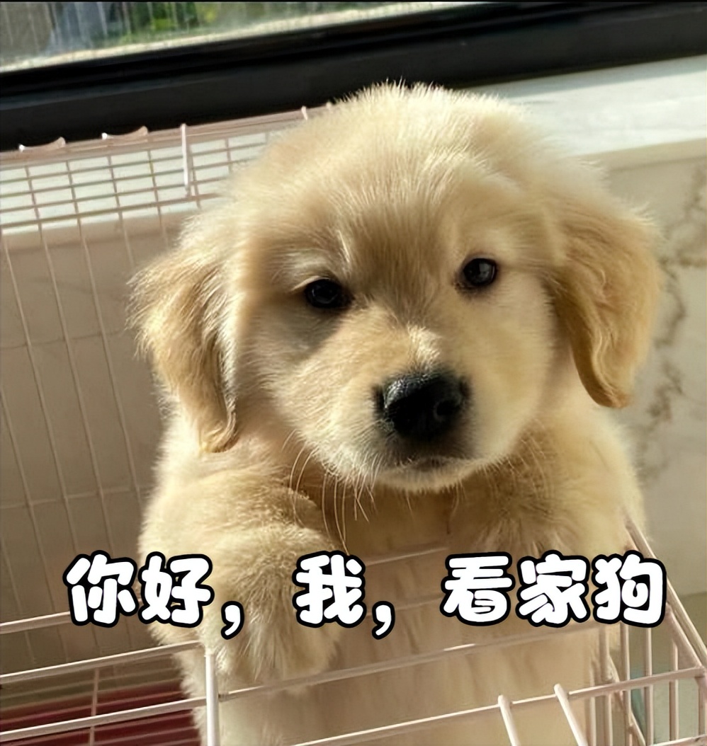 金毛好养还是拉布拉多好养,金毛好养还是柯基好养