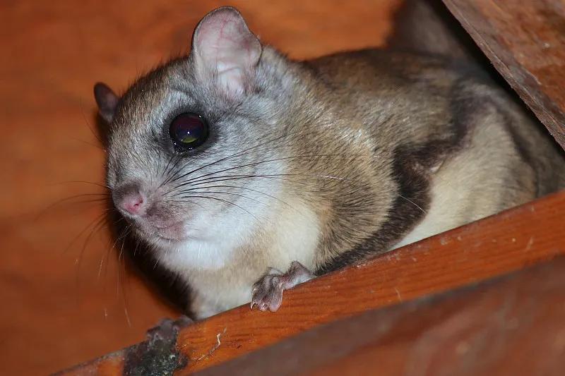 什么宠物对纯素食者最好,好养且可以食用的宠物有哪些