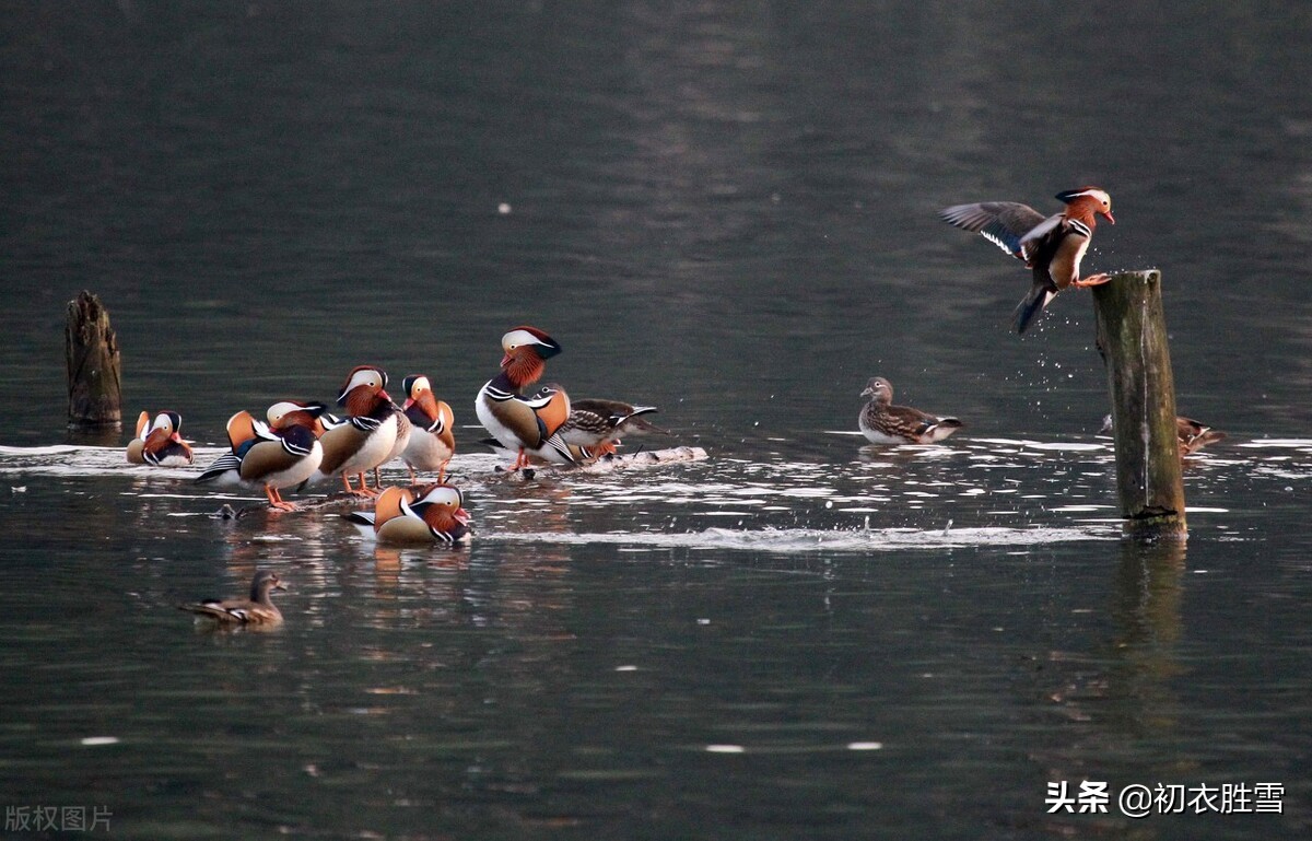 描写早春的古诗绝句,关于早春的古诗五言绝句