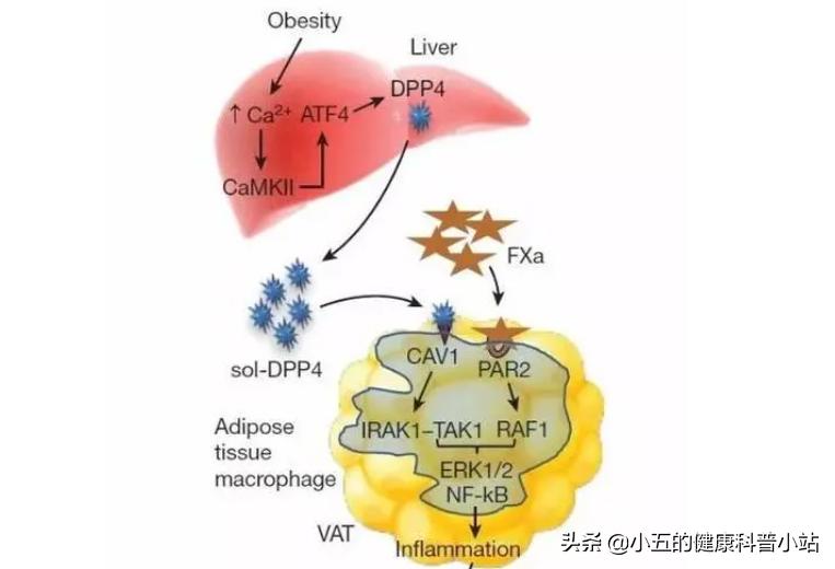 西格列汀治疗糖尿病会减重吗,西格列汀治疗糖尿病效果及价格
