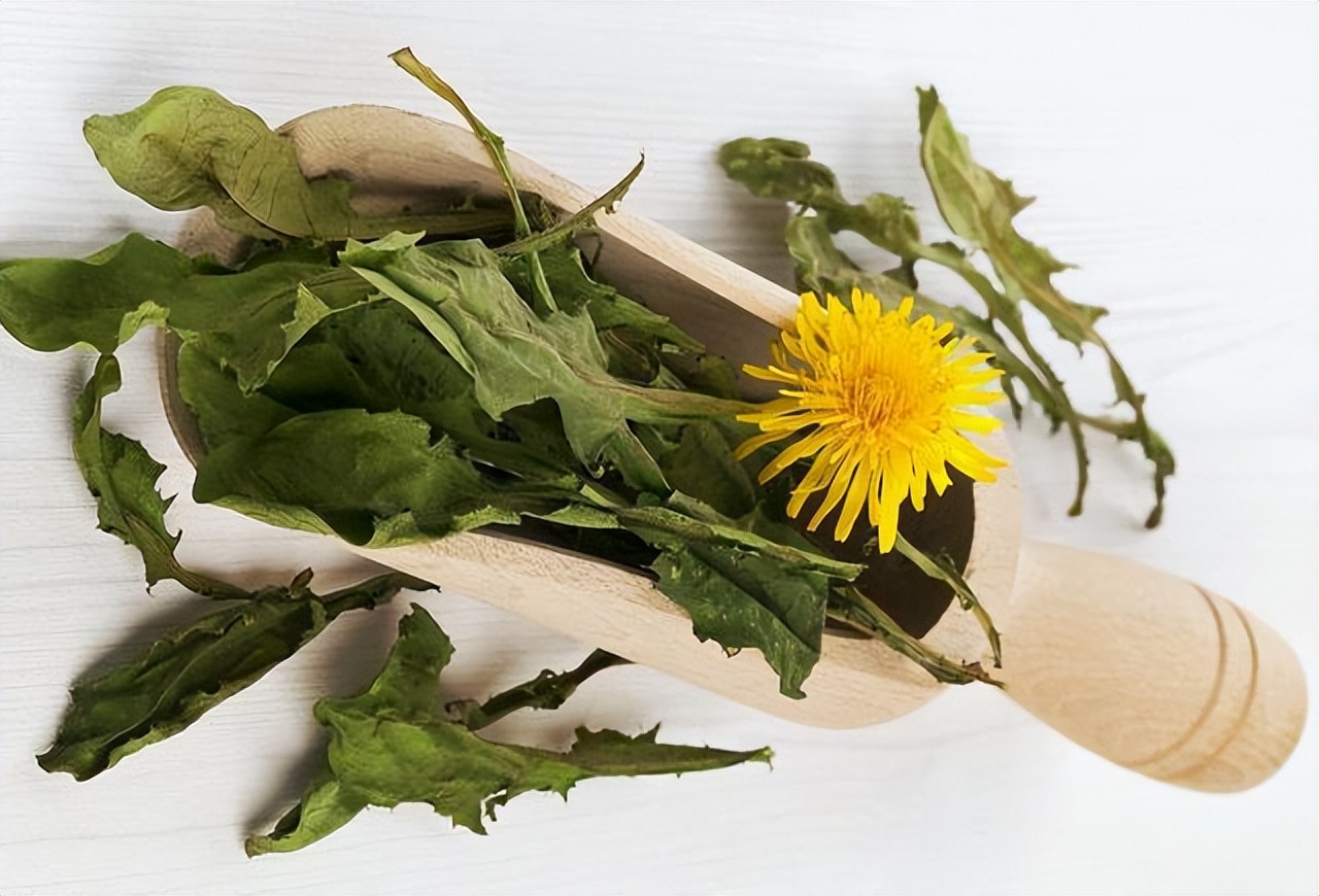 蒲公英和菊花泡水喝有什么好处呢,红枣枸杞蒲公英泡水喝有什么好处