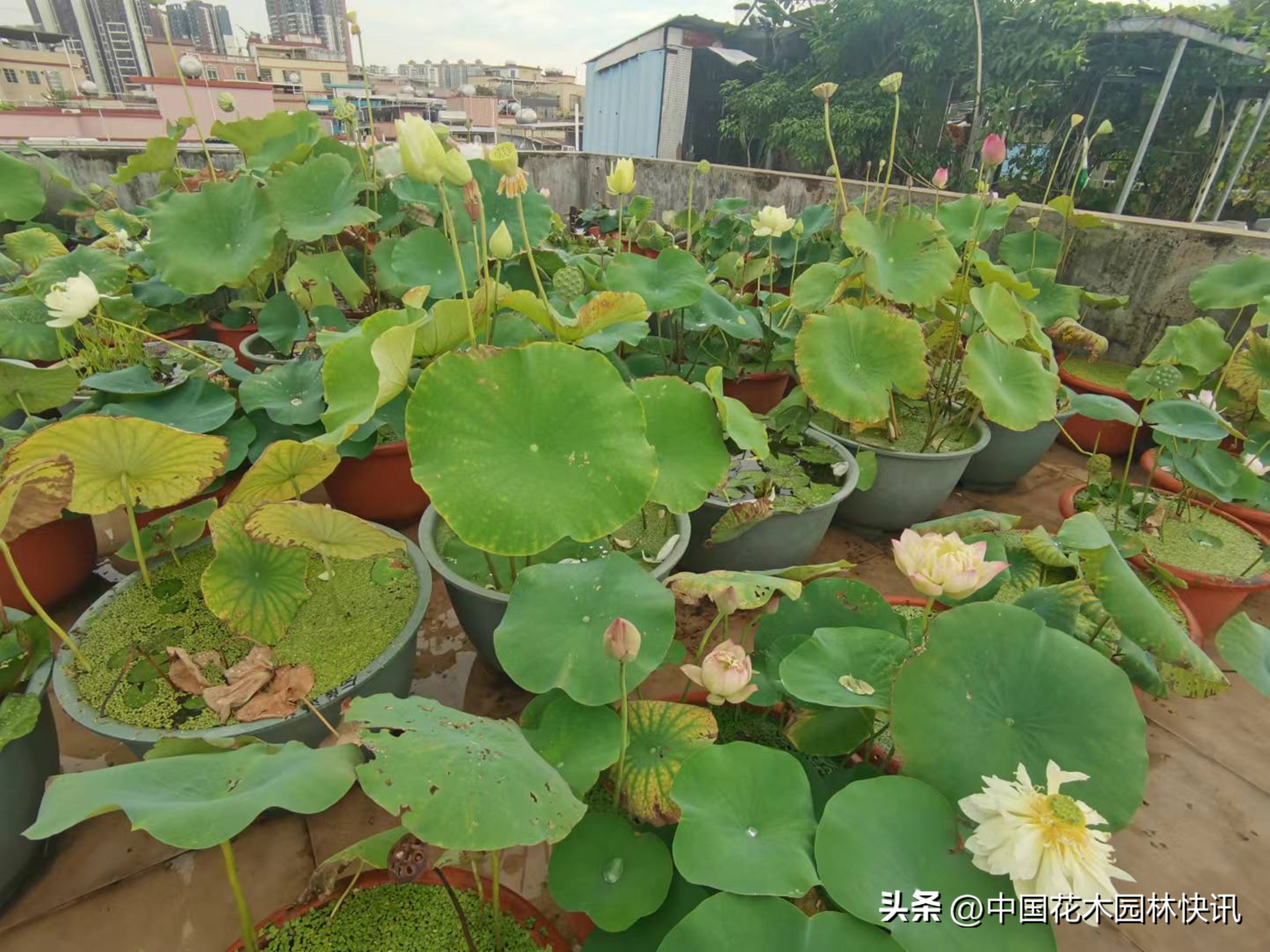 在校大学生跨界育成睡莲新品种获国际登录