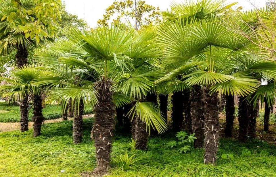 环保棕榈和普通棕榈的差别,品牌棕榈床垫安全环保无甲醛