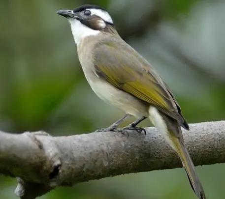 小区常见十种鸟,小区里黑色鸟一般是什么鸟
