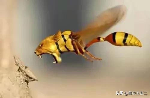 虎头蜂在哪里泛滥成灾,大窝虎头蜂