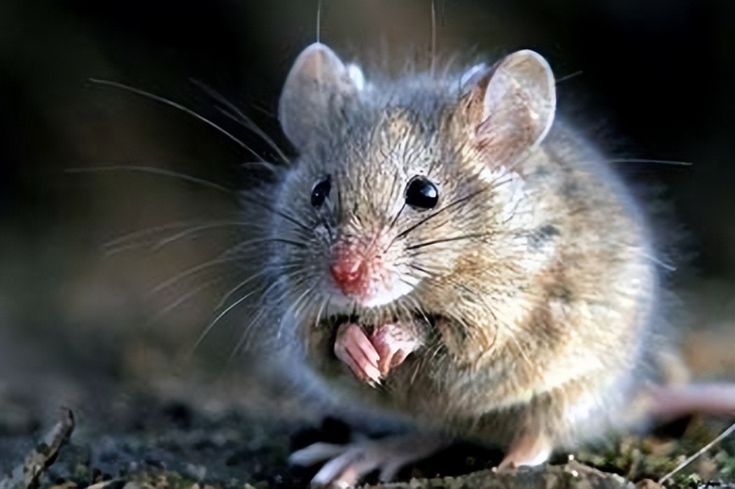 老鼠是如何吸引伴侣繁衍后代的呢？
