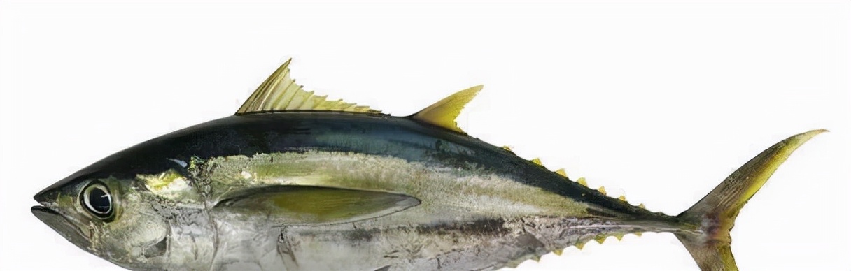 最常见的50种食用鱼吃法和价格,十种常用食用鱼类介绍